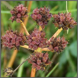 Corky-fruited Water-dropwort, Oenanthe pimpinelloides, Dathabha ainse