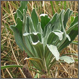 Hoary Stock, Matthiola incana