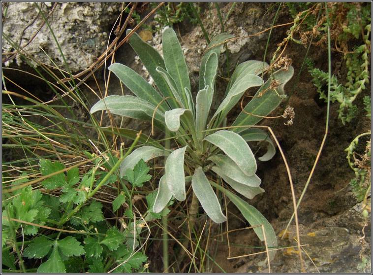 Hoary Stock, Matthiola incana