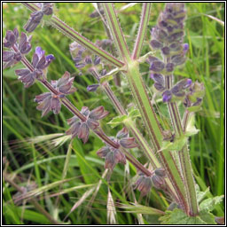 Wild Clary, Salvia verbenaca, Tormn