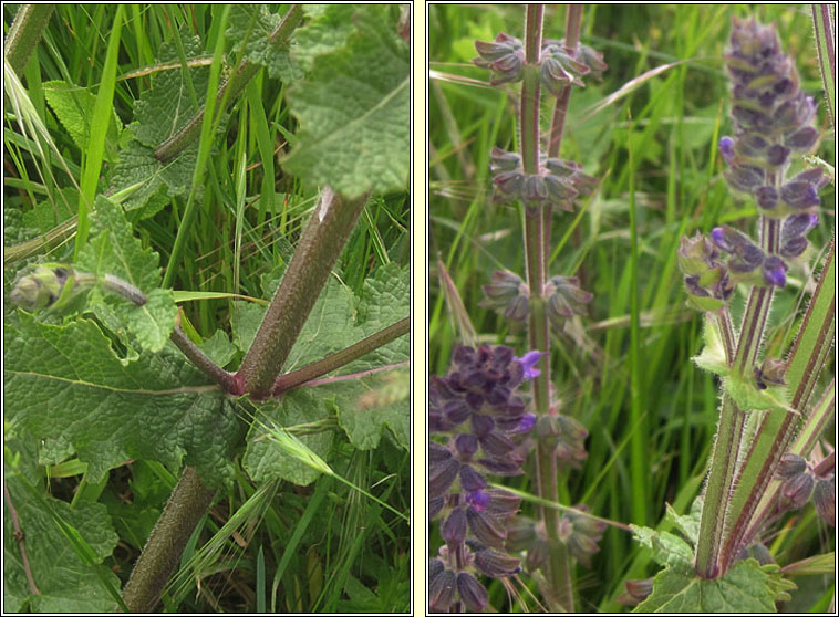 Wild Clary, Salvia verbenaca, Tormn