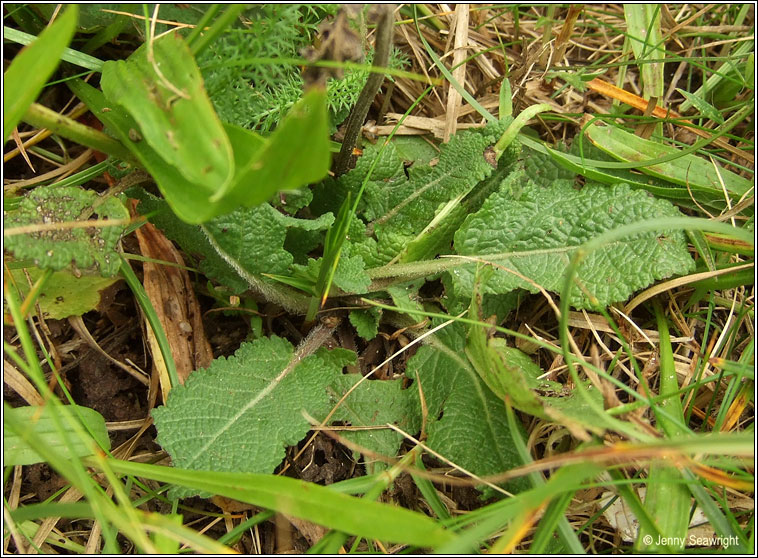 Wild Clary, Salvia verbenaca, Tormn