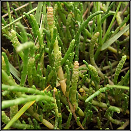 Perennial Glasswort, Sarcocornia perennis, Lus gloine buan