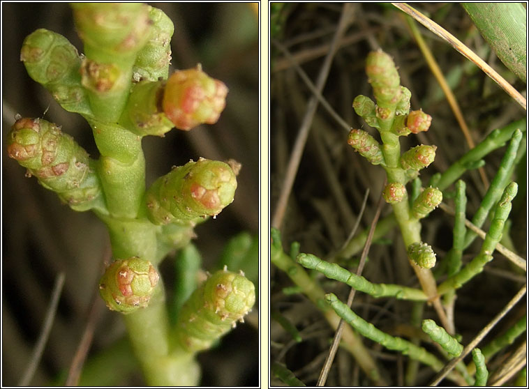 Perennial Glasswort, Sarcocornia perennis, Lus gloine buan