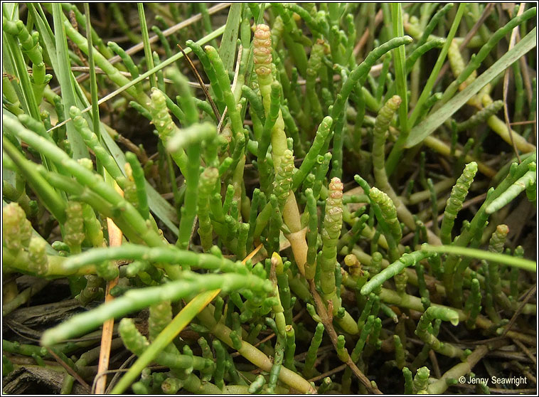 Perennial Glasswort, Sarcocornia perennis, Lus gloine buan