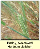 barley,two-rowed