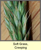 soft-grass,creeping