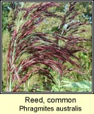 reed,common