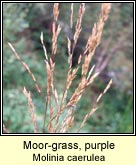 moor-grass,purple