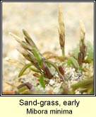 sand-grass,early