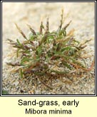 sand-grass,early