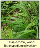 false-brome,wood