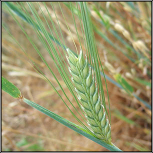 Hordeum distichon