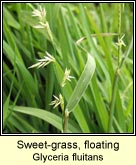 sweet-grass,floating