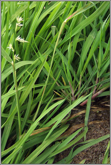 Irish Grasses - Floating Sweet-grass