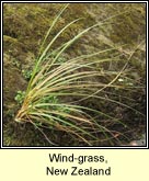 wind-grass, new zealand