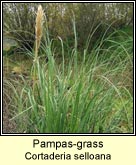 pampas-grass