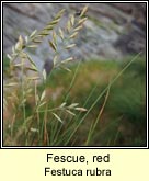 fescue,red