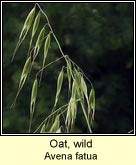 oat,wild
