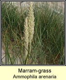 marram