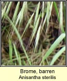 brome,barren