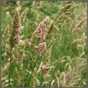 Dactylis glomerata