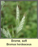 brome,soft