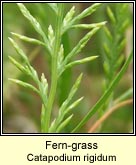 fern-grass