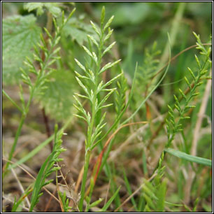 Catapodium rigidum