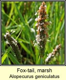 fox-tail,marsh