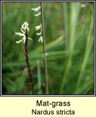 mat-grass