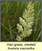 hair-grass,crested