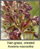 hair-grass,crested