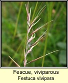 fescue,viviparous