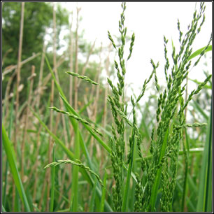 Poa trivialis