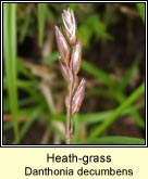 heath-grass