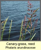 canary-grass,reed