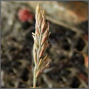 Sheep's Fescue, Festuca ovina