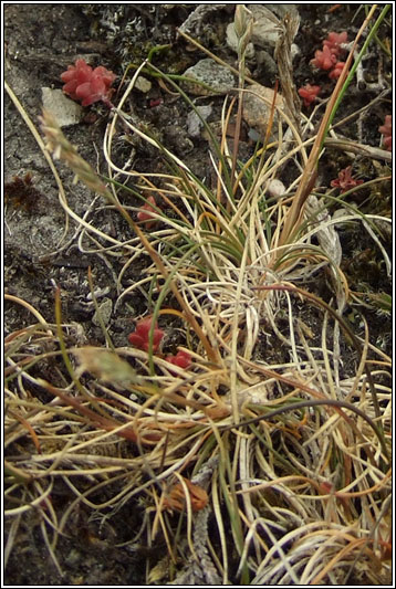 Sheep's Fescue, Festuca ovina