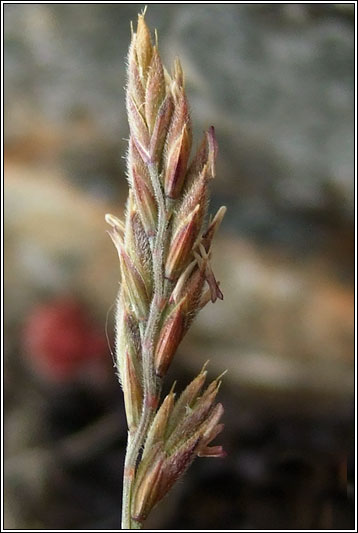 Sheep's Fescue, Festuca ovina