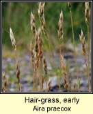 hair-grass,early