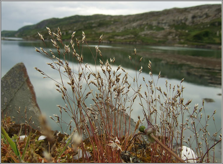 Silver Hair-grass, Aira caryophyllea