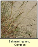 saltmarsh-grass, common