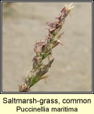 saltmarsh-grass, common