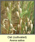 oat