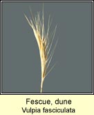 fescue,dune