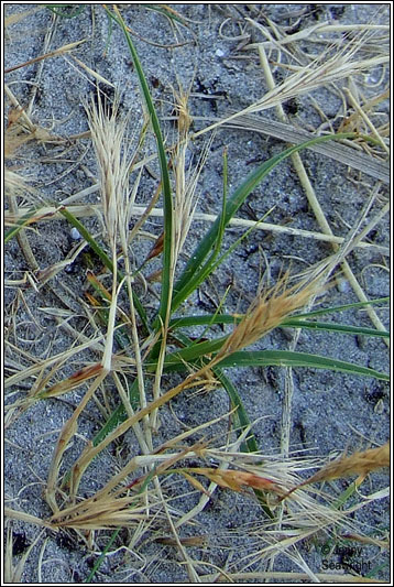 Dune Fescue, Vulpia fasciculata