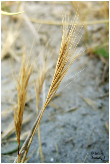 Dune Fescue, Vulpia fasciculata