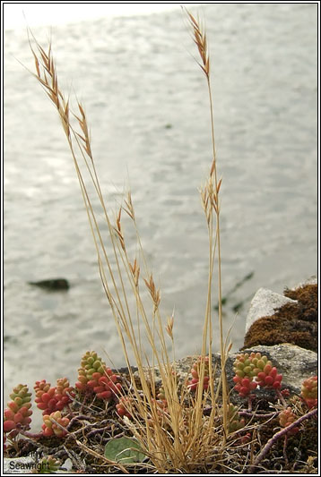 Squirrel-tail Fescue, Vulpia bromoides