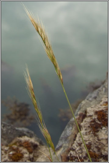 Squirreltail Fescue, Vulpia bromoides